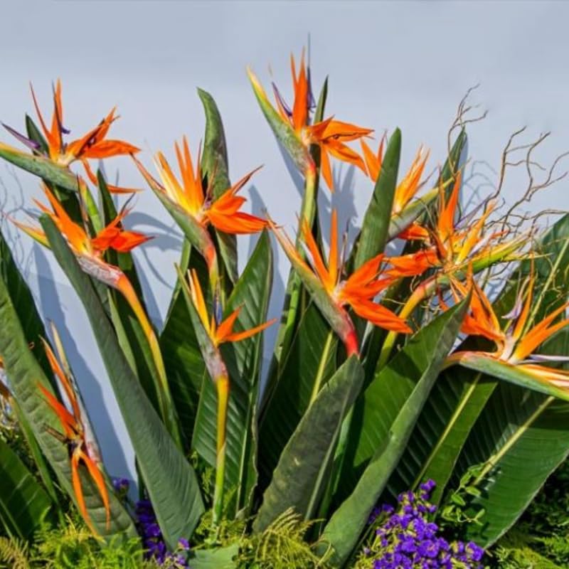 Yellow Bird of Paradise Live Plant, 4 to 8 Inches Tall I194