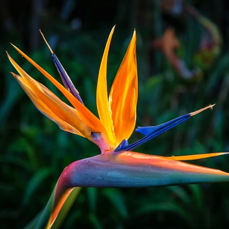 Yellow Bird of Paradise Live Plant, 4 to 8 Inches Tall I194