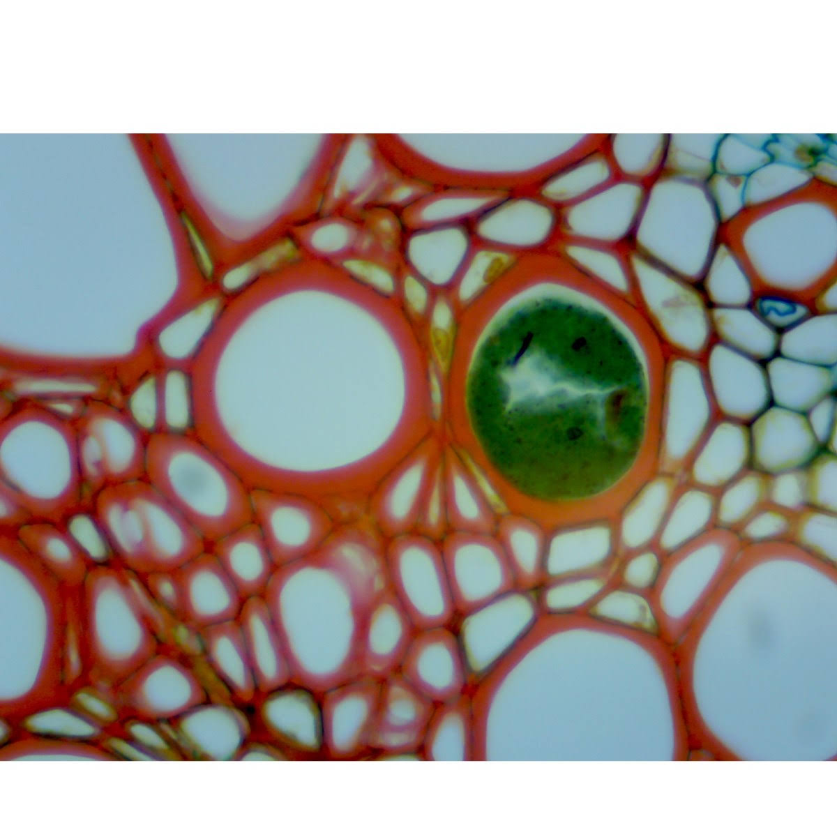 Trinocular Compound LED Microscope with 5MP Digital Camera W3042