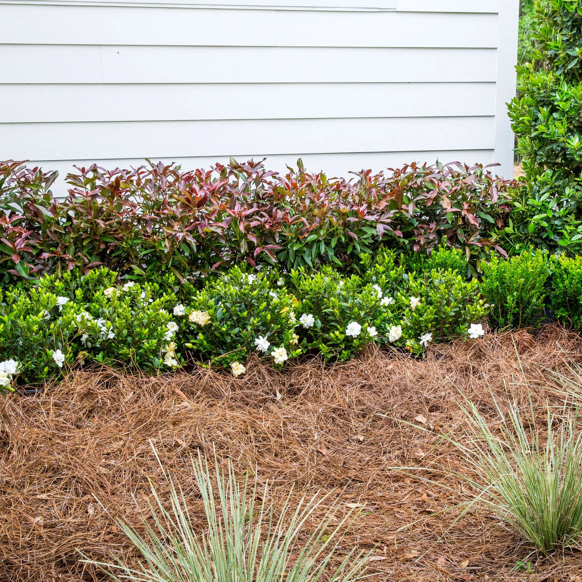 Viburnum Copper Top Live Shrub (2 Gallon) U61547