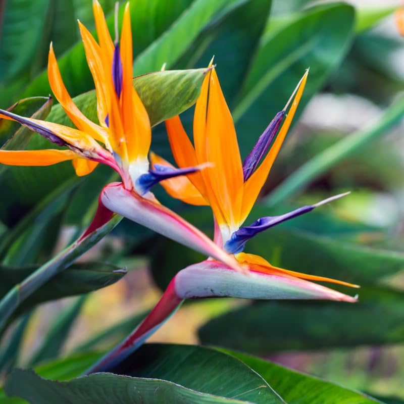 Yellow Bird of Paradise Live Plant, 4 to 8 Inches Tall I194