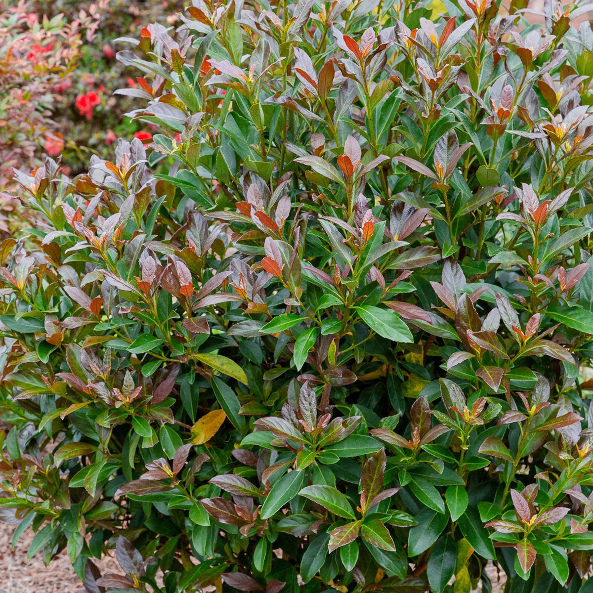 Viburnum Copper Top Live Shrub (2 Gallon) U61547
