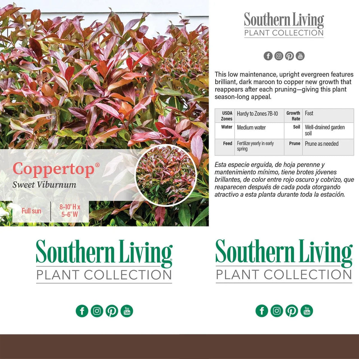 Viburnum Copper Top Live Shrub (2 Gallon) U61547