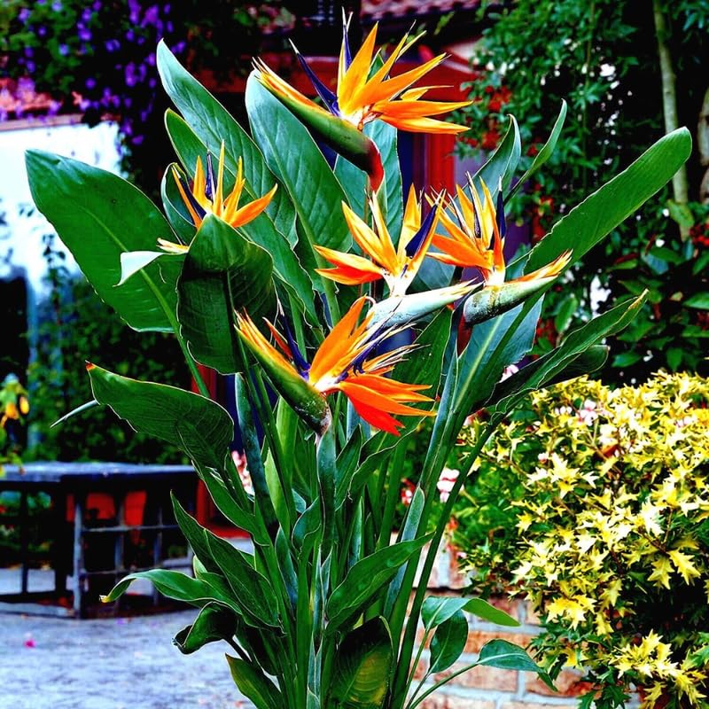 Yellow Bird of Paradise Live Plant, 4 to 8 Inches Tall I194