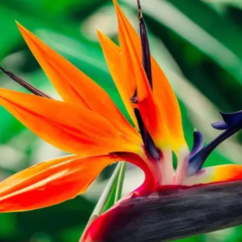 Yellow Bird of Paradise Live Plant, 4 to 8 Inches Tall I194
