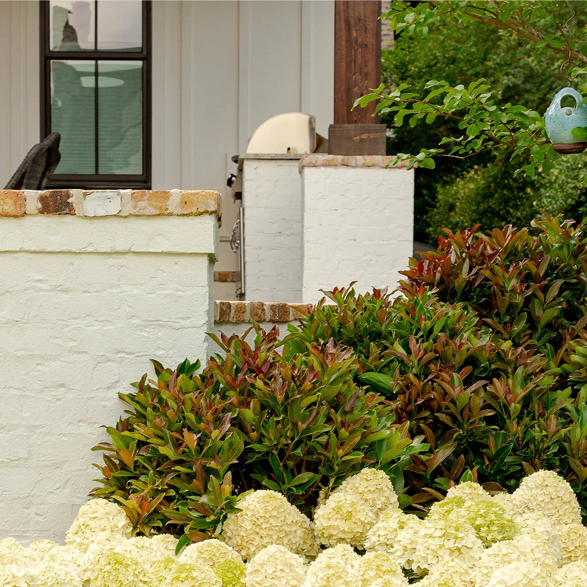Viburnum Copper Top Live Shrub (2 Gallon) U61547