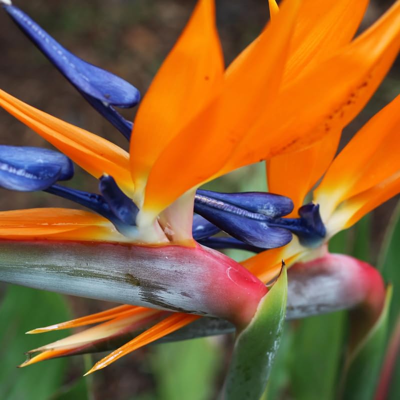Yellow Bird of Paradise Live Plant, 4 to 8 Inches Tall I194
