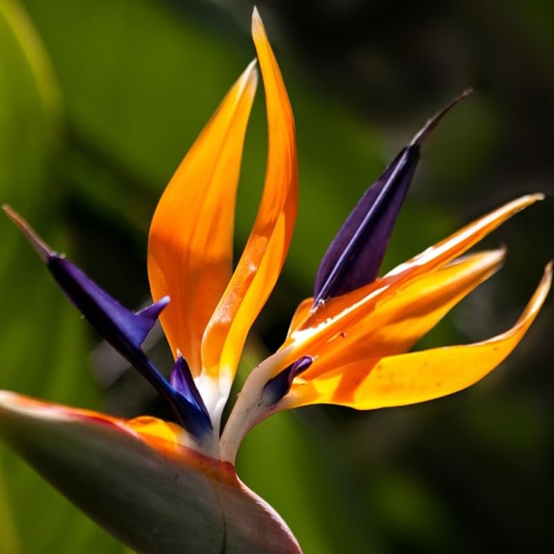 Yellow Bird of Paradise Live Plant, 4 to 8 Inches Tall I194