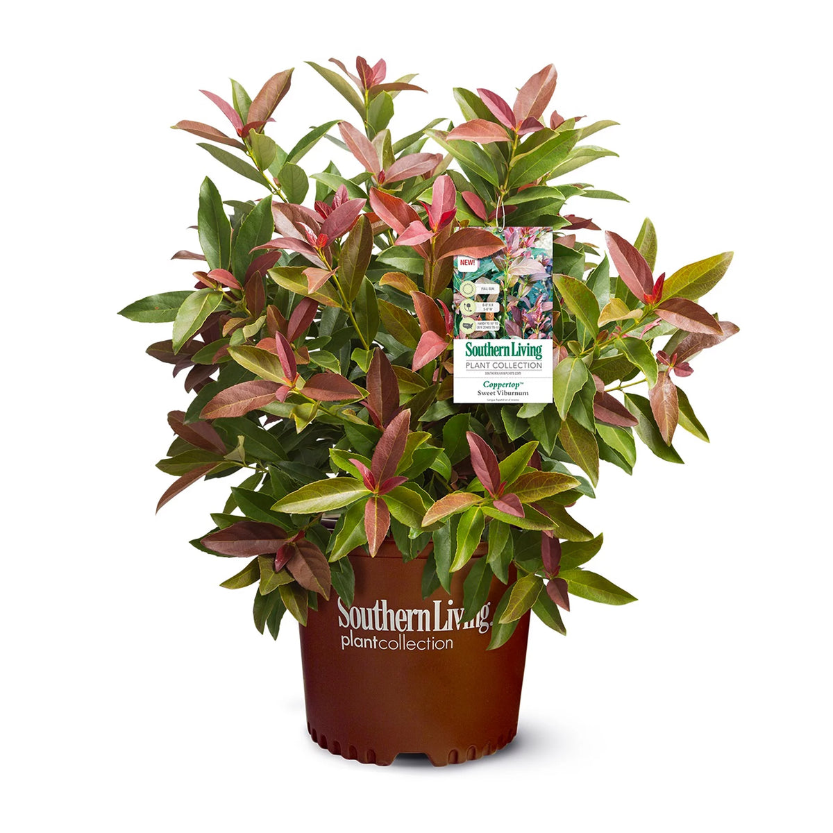 Viburnum Copper Top Live Shrub (2 Gallon) U61547