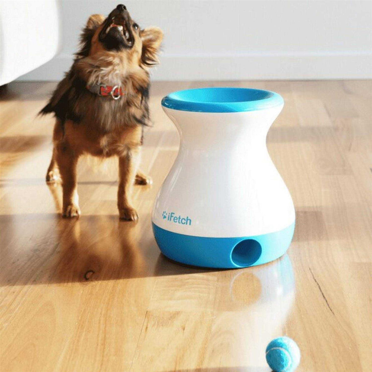 Frenzy Dog Toy K4915